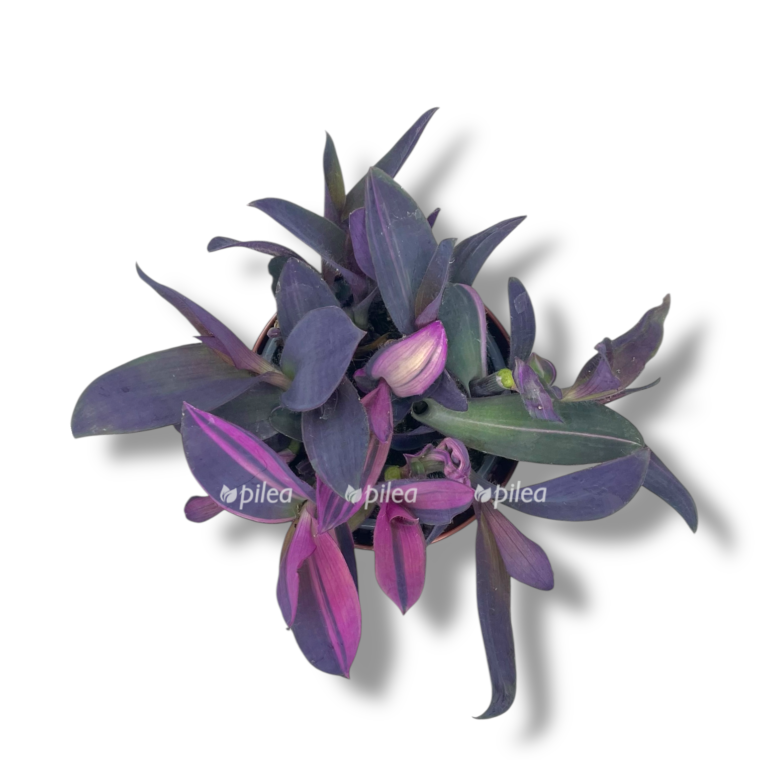 tradeskanciya pyorpl hart