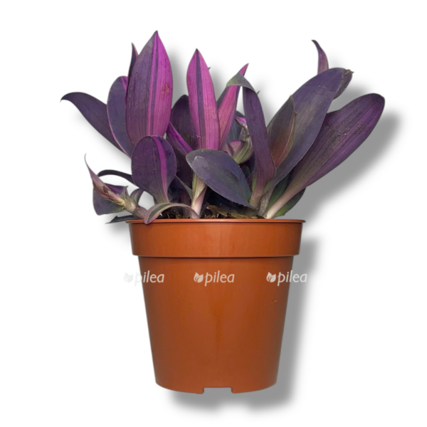 tradeskanciya pyorpl hart e1757007314767