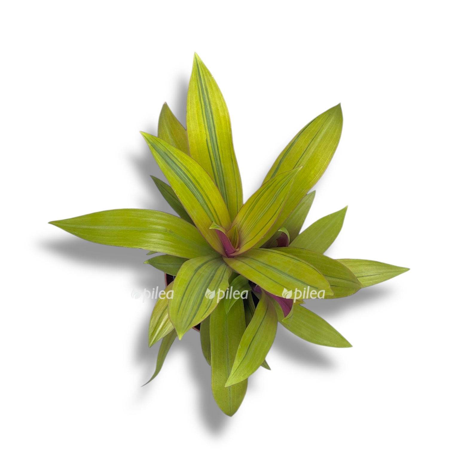 tradeskanciya sitara gold