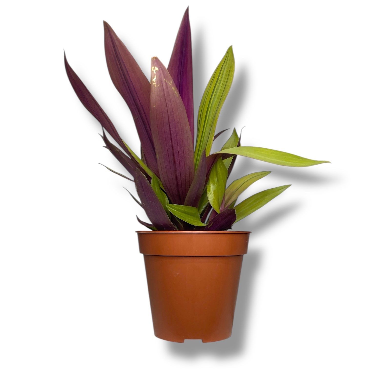 tradeskanciya sitara gold 1