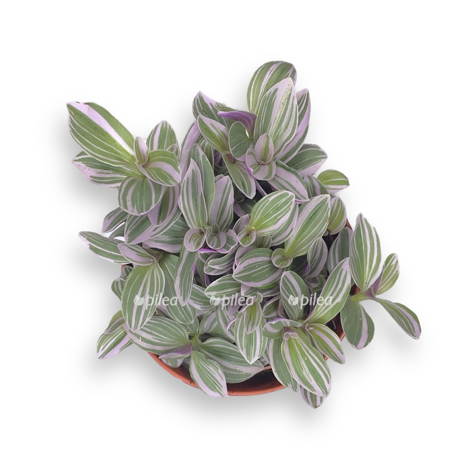 tradeskanciya svitness 2