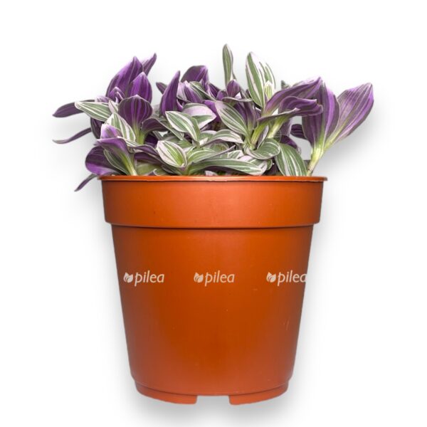 tradeskanciya svitness e1725211334796