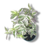 tradeskanciya yunikorn