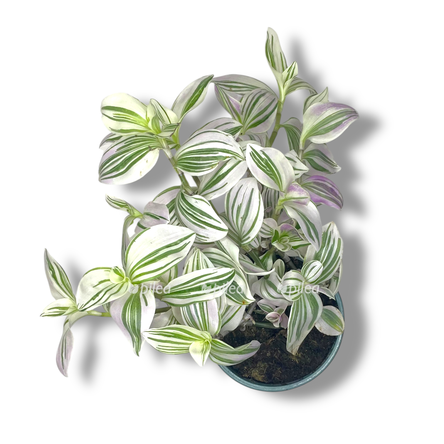 tradeskanciya yunikorn