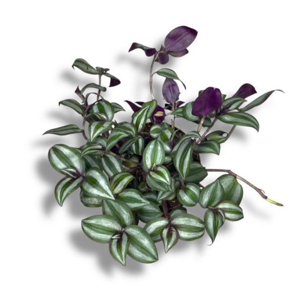 traleskanciya zebrina e1758431813191