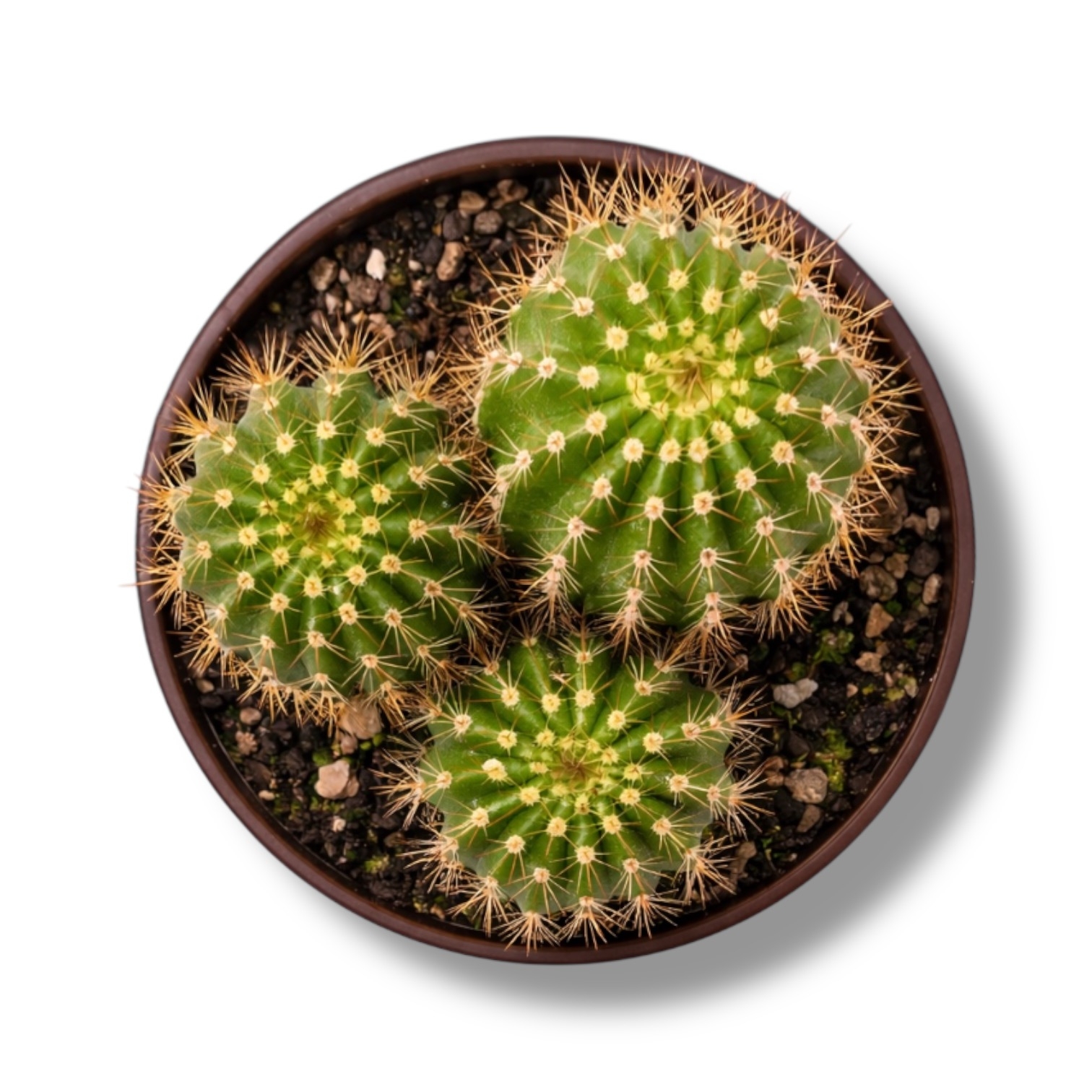 trihocereus grandiflorus