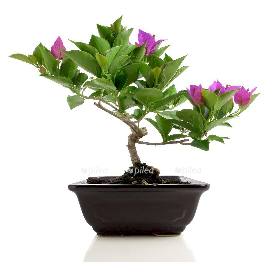 tropical bonsai 960x900 1