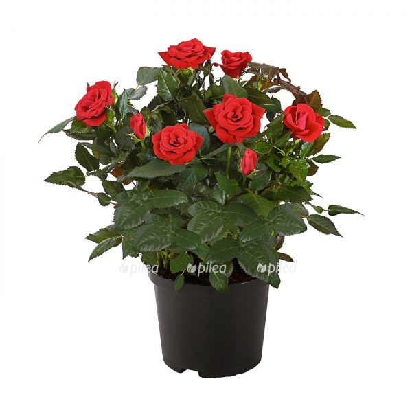 trptrp e1620306264921