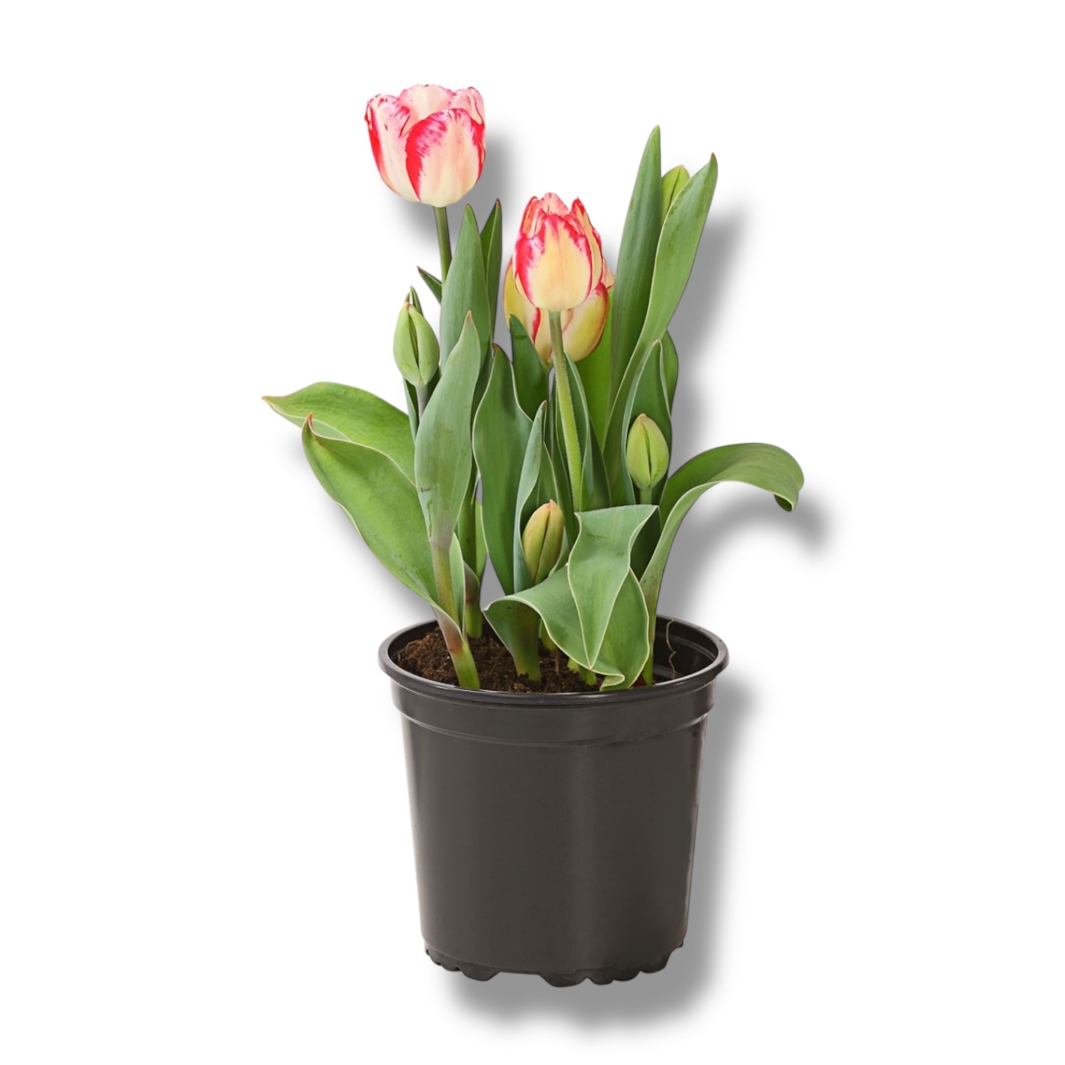 tyulpan-v-gorshke.jpeg tyulpan v gorshke