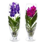 vanda