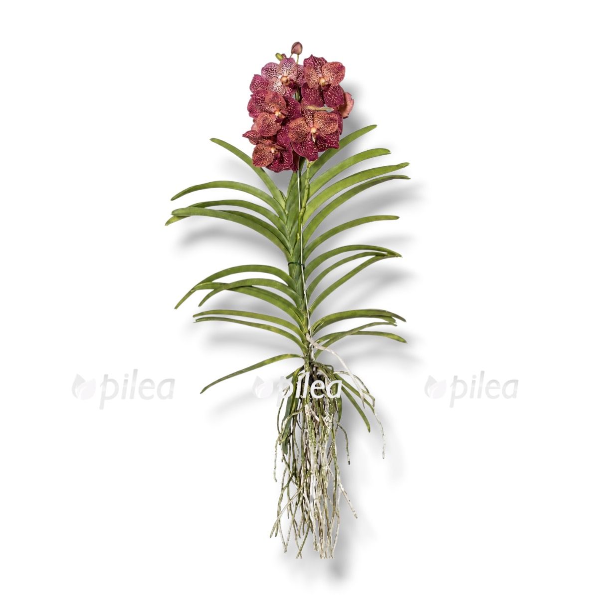vanda leopard coral
