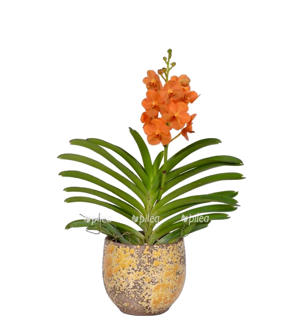 Ванда Оранж в керамике купить