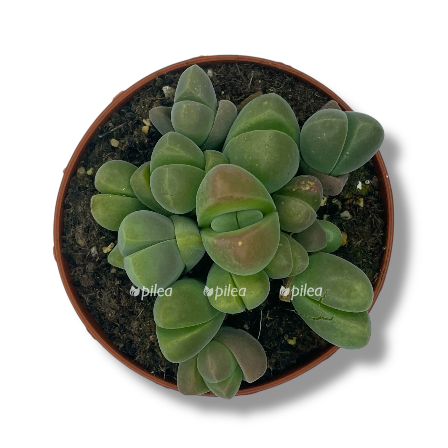 vanherdeya divergens