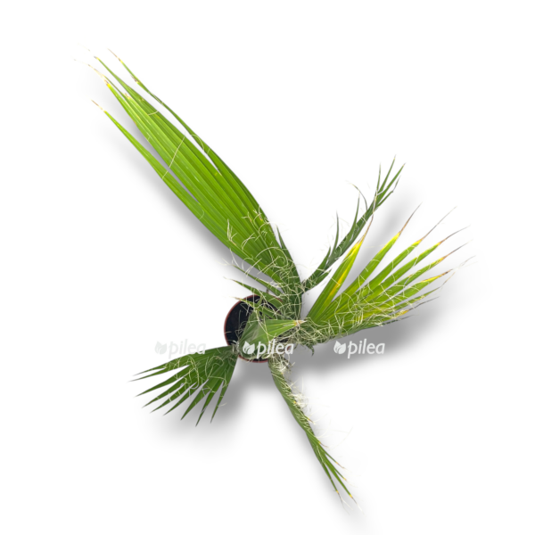 vashingtoniya robusta e1757007215804