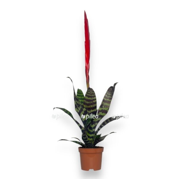 vriesea era e1730949855684