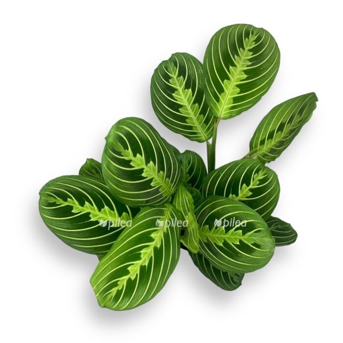 white 1 e1694281445538