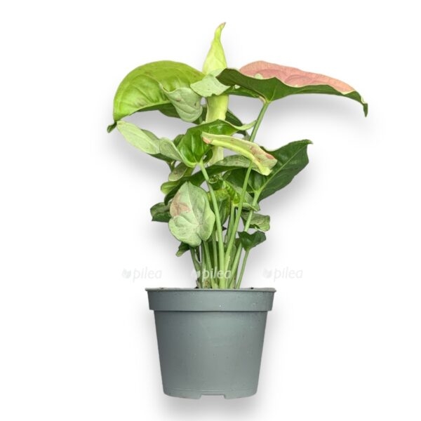 white 1 e1723744216529