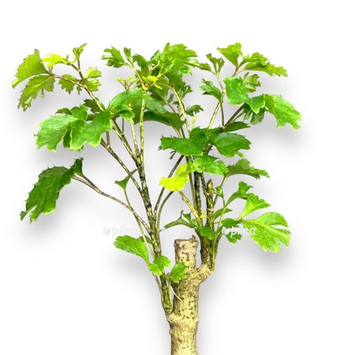 white 11 e1694329220411