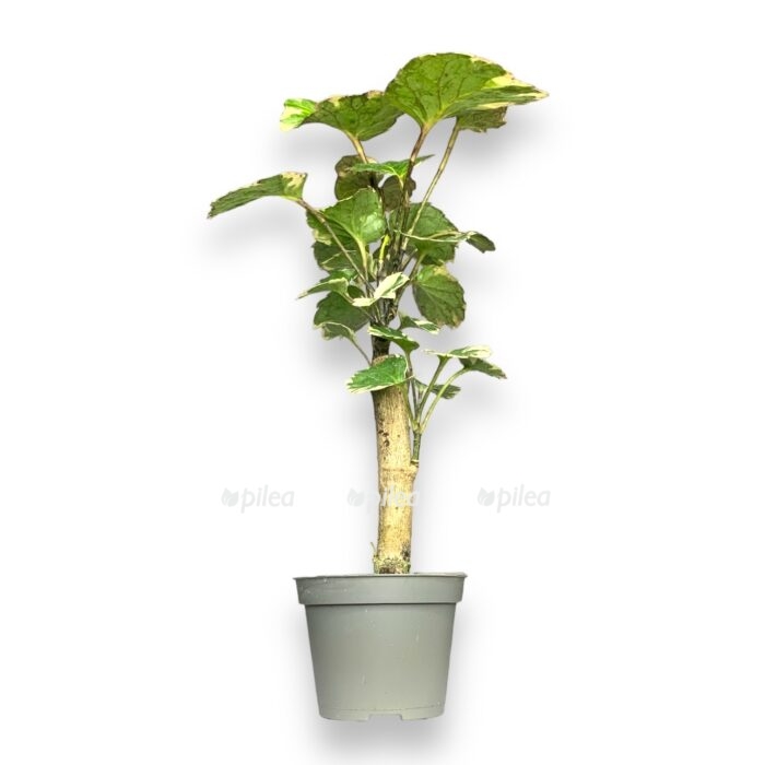 white 12 e1694329230456