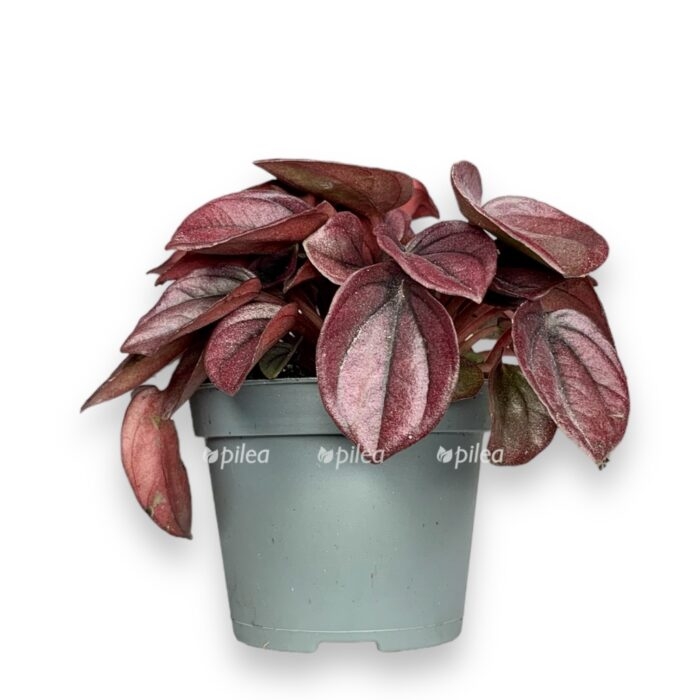 white 17 e1712929275880