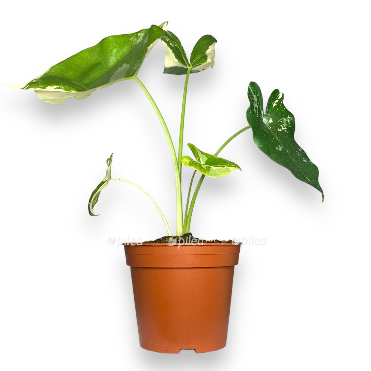 white-28.jpeg white 28