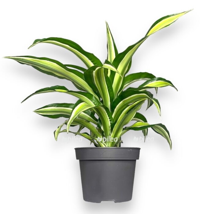 white 3 e1711288280915