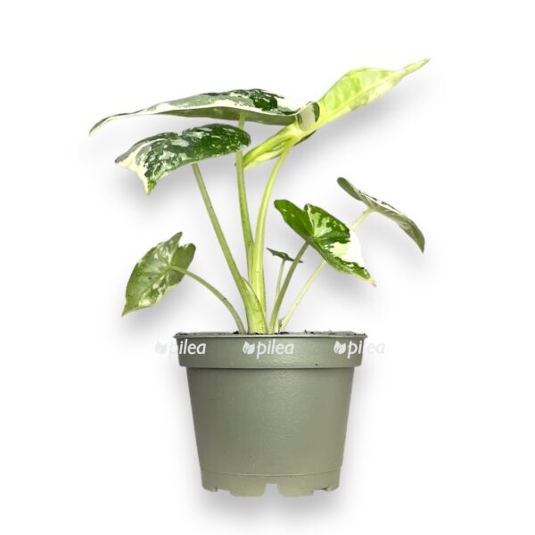 white 3 e1724784300884