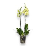 white 4 e1697819866324