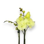 white 7 e1697819811548