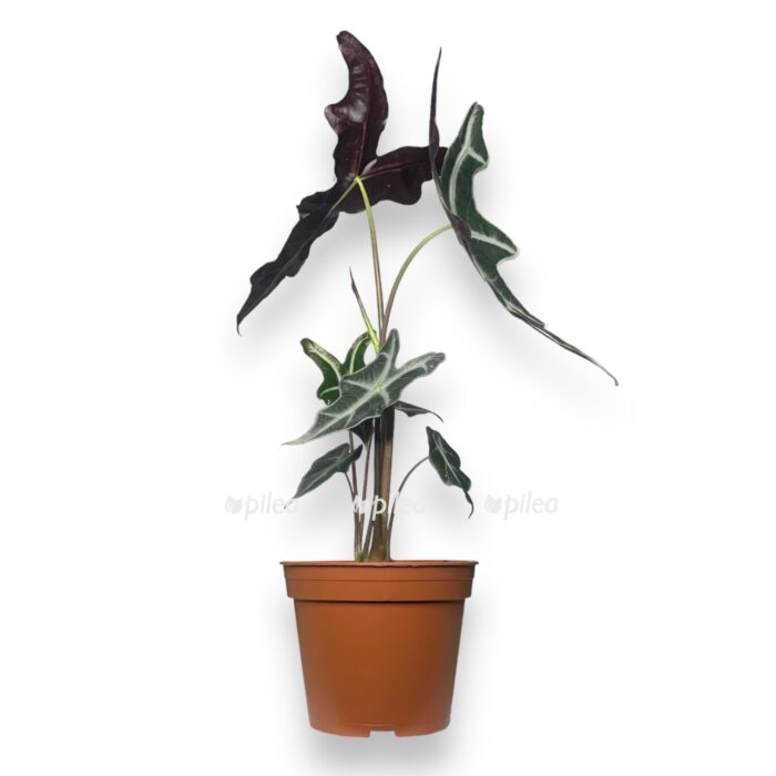 white 7 e1699464273997