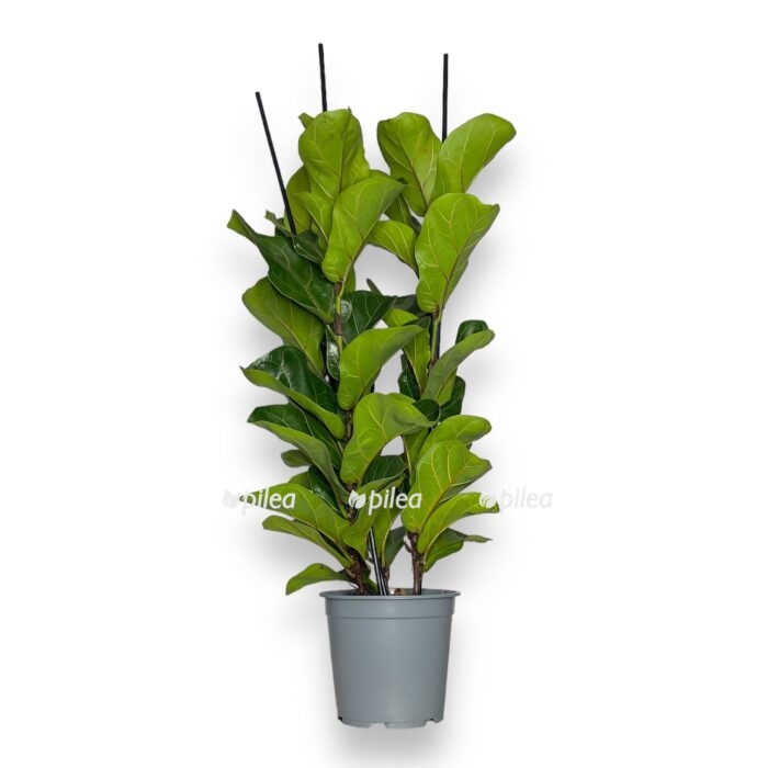 white 8 e1698067395307