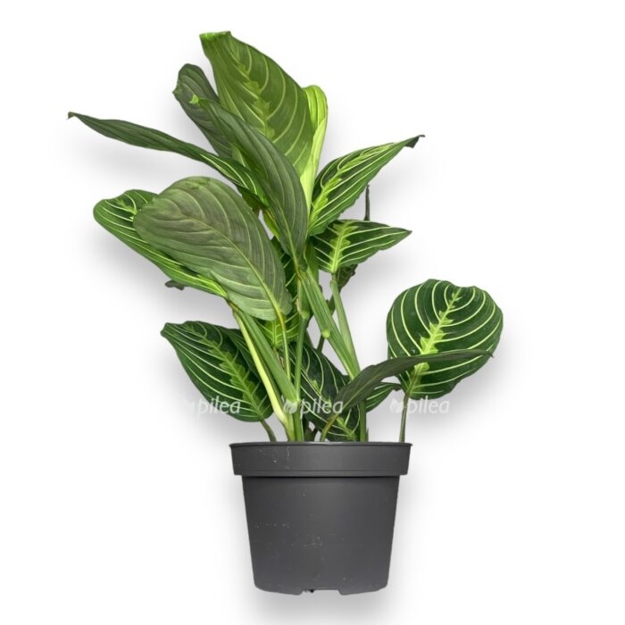 white e1694281455959