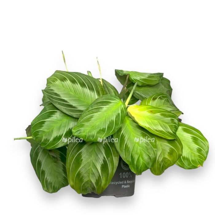 white e1695065632409