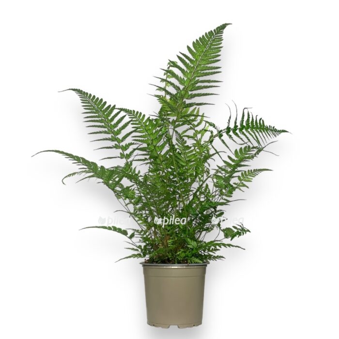 white e1699552010116