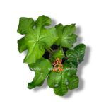 yatrofa podagrika