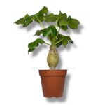 yatrofa podagrika