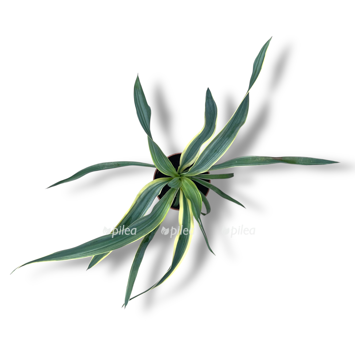 yukka glorioza variegata