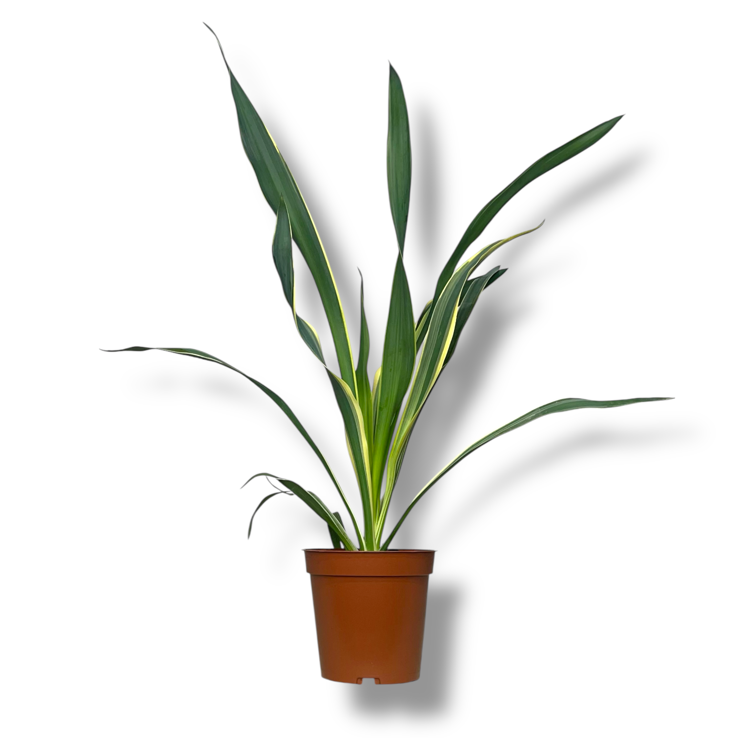 yukka glorioza variegata