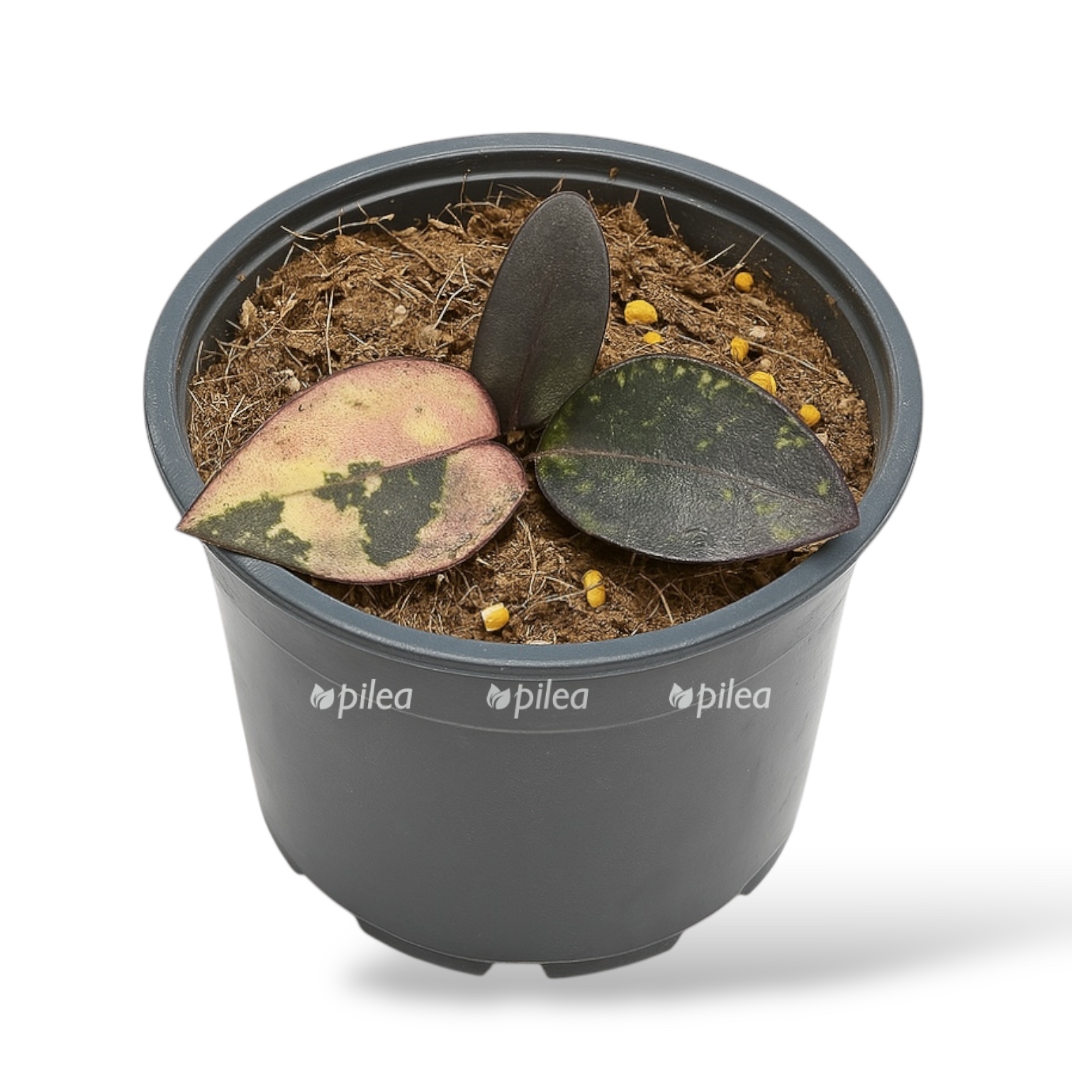 zamioculcas-black-pink.jpg zamioculcas black pink