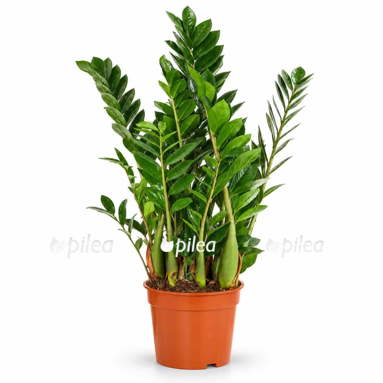 zamioculcas dollarovoe derevo