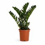zamioculcas raven