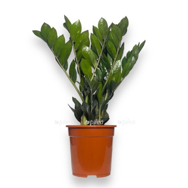 zamiokulkas 22super nova22 e1768330160946