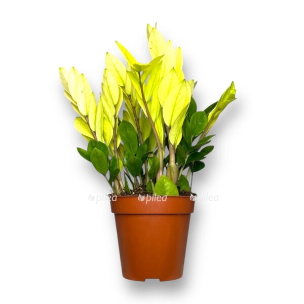 zamiokulkas akebono variegata e1736750610258