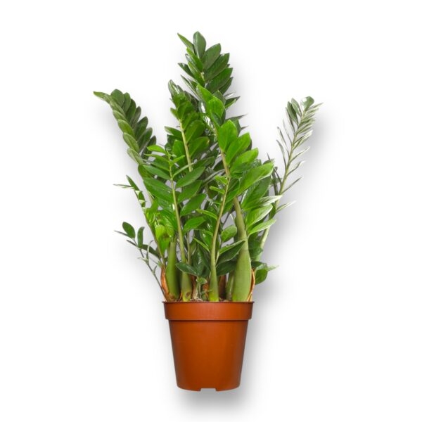 zamiokulkas-dollarovoe-rastenie-60-sm-e1736751643987.jpeg zamiokulkas dollarovoe rastenie 60 sm e1736751643987