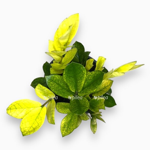 zamiokulkas hameleon variagata 14 40 sm e1767698034373