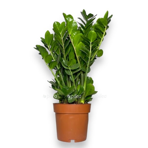 zamiokulkas midoro 1 1 e1768155271753