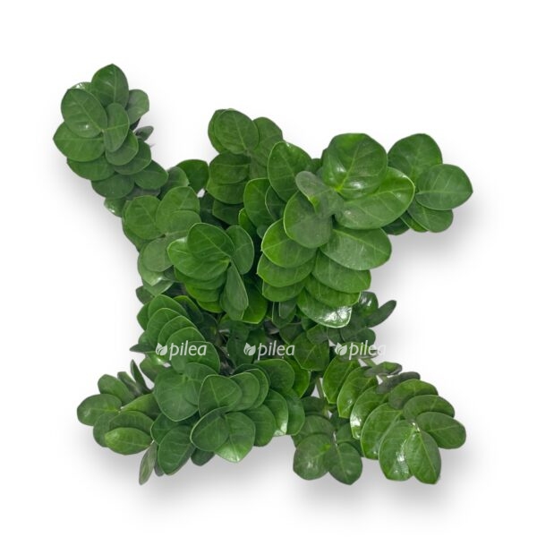 zamiokulkas midoro e1768155280729