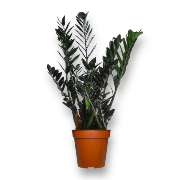 zamiokulkas raven 60 sm e1736753329947