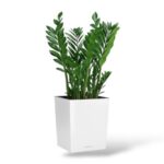 zamiokulkas v kashpo cube e1744034807948