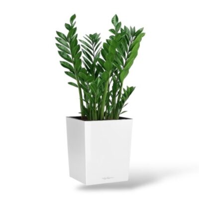 zamiokulkas v kashpo cube e1744034807948